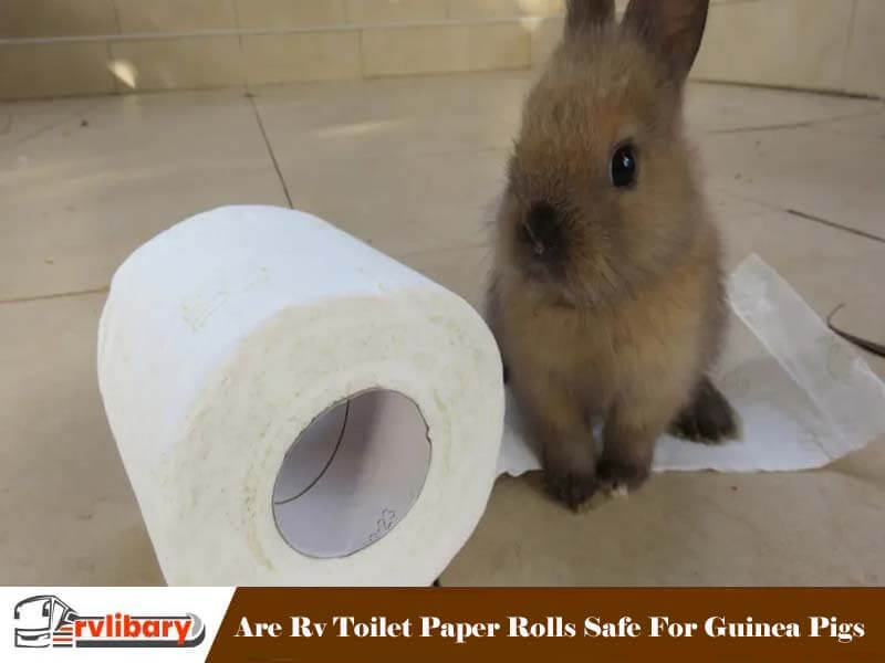 Are Rv Toilet Paper Rolls Safe For Guinea Pigs
