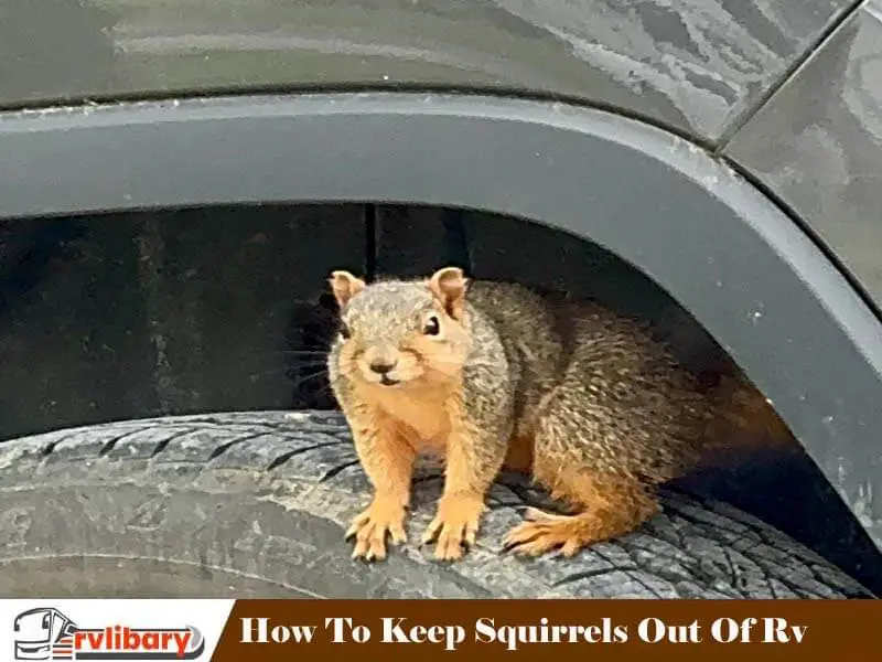 How To Keep Squirrels Out Of Rv