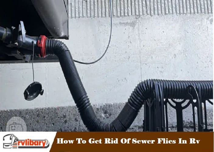 How To Get Rid Of Sewer Flies In Rv